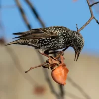 starling-2970643_1280